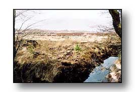 Lindow Moss